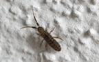 Klasse Collembola (Lubbock, 1870)