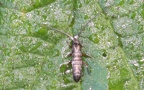 Klasse Collembola (Lubbock, 1870)