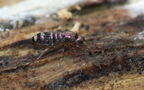 Klasse Collembola (Lubbock, 1870)