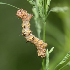 Klasse Insecta (Linnæus, 1758)