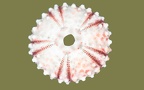 Stamm Echinodermata (Bruguière, 1791)