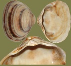 Stamm Mollusca (Cuvier, 1797)