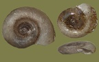 Stamm Mollusca (Cuvier, 1797)