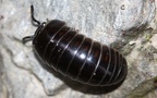 Unterstamm Myriapoda (Latreille, 1802)