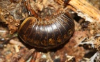 Unterstamm Myriapoda (Latreille, 1802)